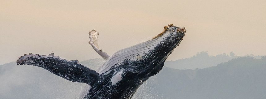海南小桔网络科技有限公司